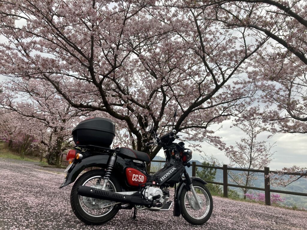 ホンダクロスカブ50でしまなみ海道千本桜ツーリング。イン伯方島　開山公園